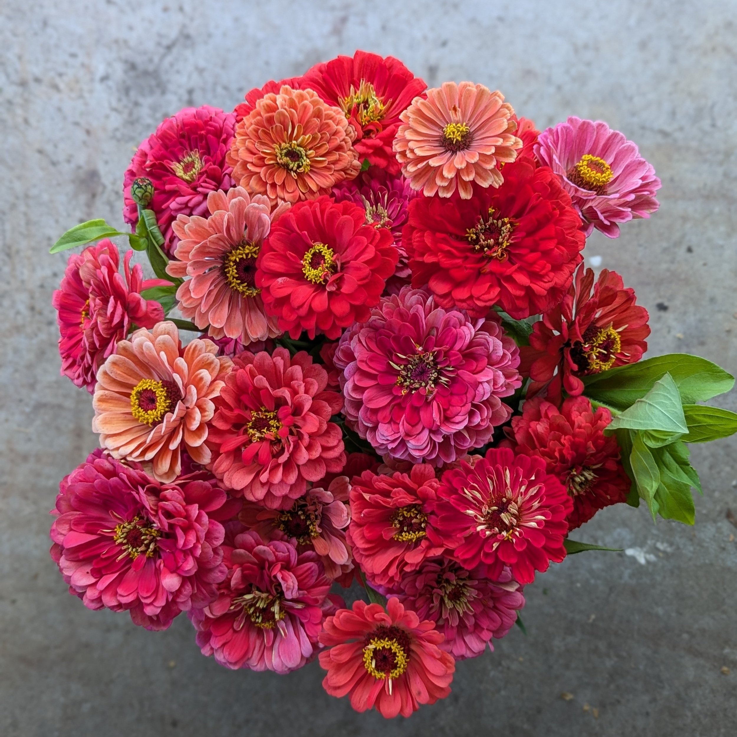 Zinnia “Sunset Mix” — Three Acre Farm